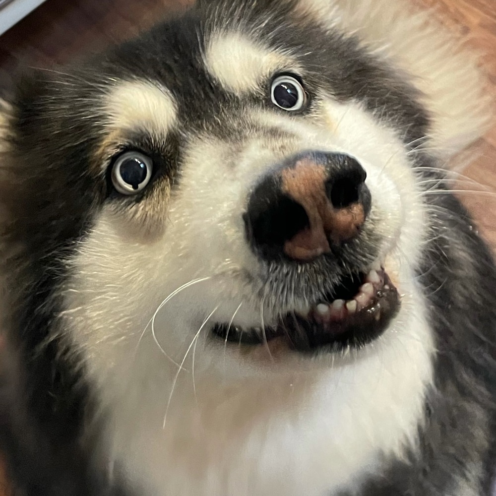 Meet your Posher, Sofia